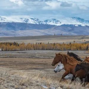 Una mandria di cavalli galoppa in una vasta pianura, con alberi autunnali e montagne innevate a fare da sfondo sotto un cielo nuvoloso.