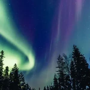 Grüne und violette Nordlichter leuchten an einem sternenklaren Nachthimmel über einer verschneiten Straße durch einen Kiefernwald.