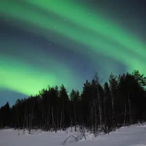 The green aurora borealis lights up a starry night sky above a snow-covered landscape and a dark pine forest.