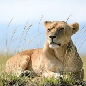 Una leona descansa sobre un montículo de hierba, con altas briznas de hierba en primer plano y un cielo azul pálido detrás.