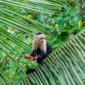 A white-headed capuchin monkey sits on a large green palm frond holding a dried leaf, surrounded by lush jungle foliage.