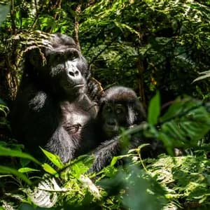 Ein erwachsener Gorilla sitzt mit seinem Baby in einem sonnendurchfluteten Dschungel, umgeben von üppigem Grün.