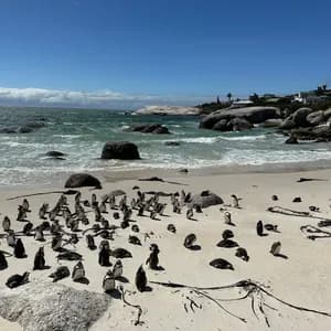 Una vasta colonia di pinguini si è radunata su una spiaggia sabbiosa, accanto alle onde dell'oceano, sotto un cielo azzurro.