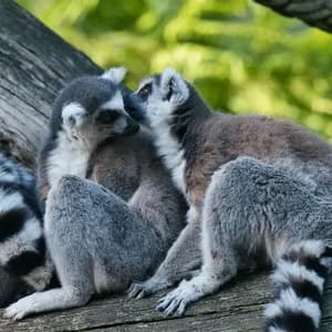 Deux lémuriens à queue annelée sont assis côte à côte sur une branche d'arbre, l'un blottissant sa joue contre celle de l'autre, sur fond vert.