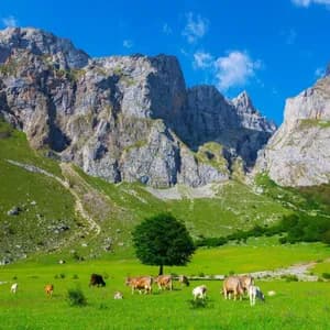 Una manada de vacas pasta en un prado verde vibrante al pie de montañas rocosas escarpadas bajo un cielo azul claro.
