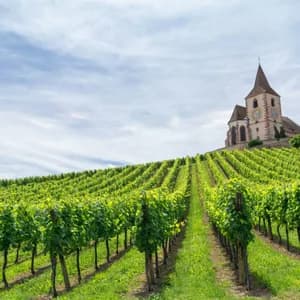 Filari di viti verdi ricoprono una collina che porta a un'antica chiesa in pietra sotto un cielo parzialmente nuvoloso.