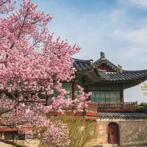Un ciliegio rosa in piena fioritura incornicia un edificio tradizionale in stile est-asiatico con tetto in tegole.