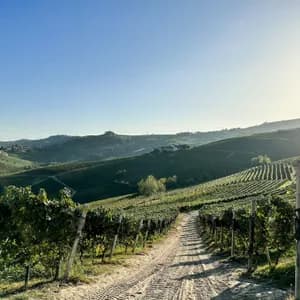 Un vasto paesaggio di dolci colline verdi coperte di vigneti, con una strada sterrata in primo piano sotto un cielo limpido e soleggiato.