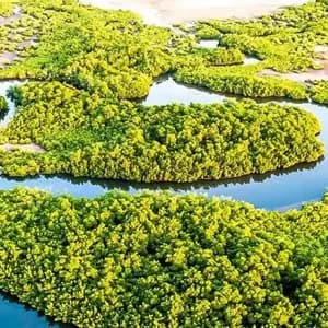 Vista aerea di un fiume che si snoda attraverso una fitta foresta di mangrovie di un verde brillante, circondato da sponde sabbiose.