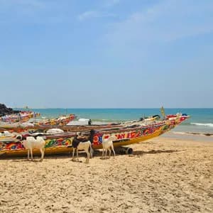 Eine Gruppe Ziegen steht an einem Sandstrand neben mehreren großen, farbenfroh bemalten Fischerbooten mit dem Ozean im Hintergrund.