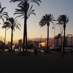 Silhouettes of tall palm trees and people on a waterfront promenade in front of a city harbor at sunset.