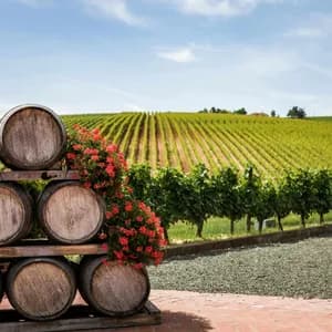 A stack of wooden barrels decorated with red flowers sits on a patio overlooking a vast vineyard on a rolling hill.
