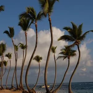 Alte palme sinuose costeggiano una spiaggia sabbiosa in riva all'oceano sotto un cielo azzurro con nuvole bianche.