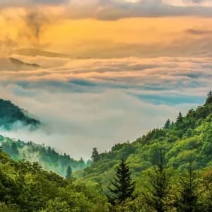 Lush green mountains rise above a thick blanket of fog in a valley under a golden sunrise sky.