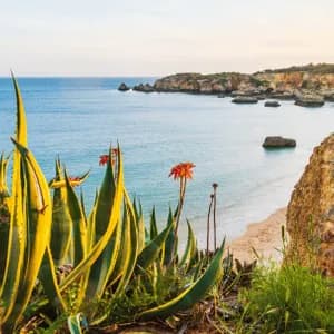 Piante di agave soleggiate con foglie a strisce gialle su una scogliera a picco su una caletta sabbiosa e un mare blu calmo.