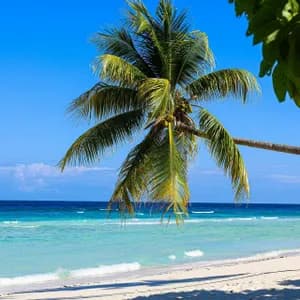 A palm tree with green fronds leans over a white sand beach next to turquoise ocean water under a clear blue sky.