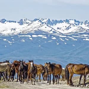Un troupeau de chevaux se tient sur un chemin de terre devant une vaste chaîne de montagnes enneigées sous un ciel lumineux.