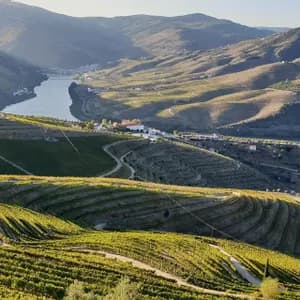Una veduta panoramica di vigneti terrazzati su dolci colline che dominano un fiume che scorre in una valle.