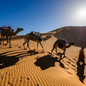 A person leads a caravan of three camels across desert sand dunes under a bright, sunny sky.