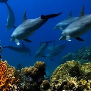 Un branco di delfini che nuota in acque blu profonde sopra una colorata barriera corallina, visti dal basso.