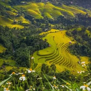 Ein weiter Blick auf goldene Reisterrassen, die sanfte grüne Hügel bedecken, mit weißen Wildblumen im Vordergrund.