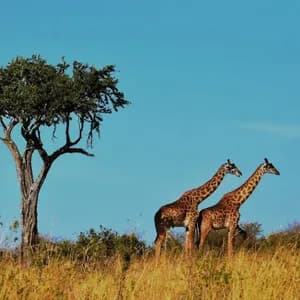 Due giraffe si ergono su una collina erbosa accanto a un albero nella savana sotto un cielo azzurro chiaro.