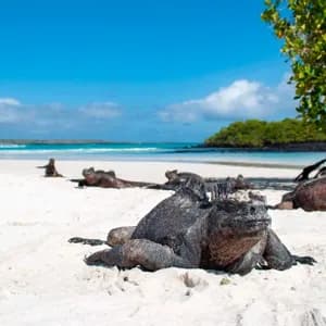 Several marine iguanas rest on a white sand beach beside a turquoise ocean under a bright blue sky.