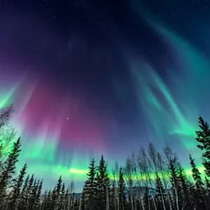 Grüne und violette Nordlichter erleuchten den sternenklaren Nachthimmel über einem silhouettierten Wald.