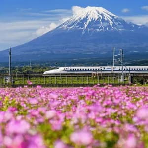 Un treno proiettile bianco viaggia su un binario sopraelevato di fronte al Monte Fuji innevato, con un campo di fiori rosa in primo piano.
