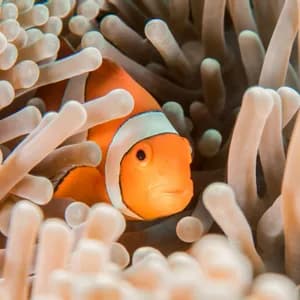 Un pesce pagliaccio arancione e bianco fa capolino tra i tentacoli di un'anemone di mare.