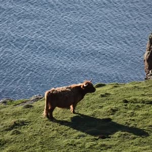 Une vache Highland brune se tient sur une falaise herbeuse surplombant la mer bleue pendant la journée.