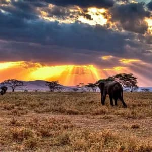 Tre elefanti vagano in una savana erbosa al tramonto, con raggi di sole dorati che filtrano tra nuvole scure.