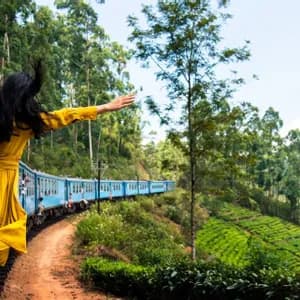 Una persona in abito giallo si sporge dal finestrino di un treno blu in viaggio tra rigogliose piantagioni di tè.