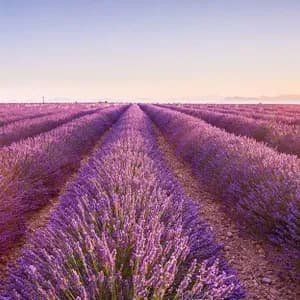 Filari di lavanda viola in un campo si estendono verso una casa in pietra lontana e un albero solitario all'alba.
