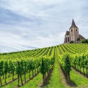 Reihen grüner Weinreben führen einen sonnigen Hügel hinauf zu einer Steinkirche mit einem Glockenturm unter einem blau-weißen Himmel.