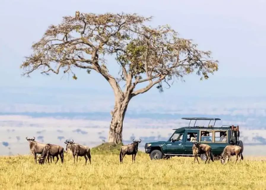 Un gruppo WeRoad osserva una mandria di gnu da una jeep safari, con un leopardo che riposa su un grande albero lì vicino.