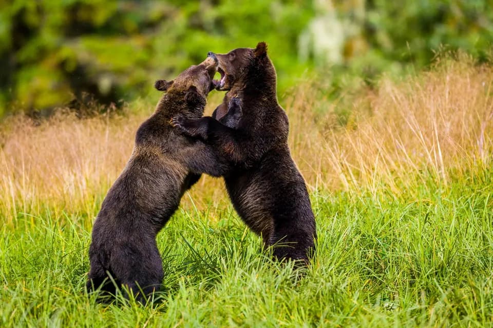 Dos osos pardos se levantan sobre sus patas traseras y simulan una pelea en un campo de hierba alta y verde.