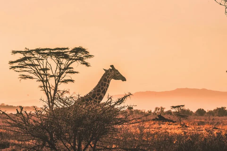 La testa e il collo di una giraffa sono visibili sopra cespugli spinosi in una savana con alberi di acacia sotto un cielo arancione al tramonto.