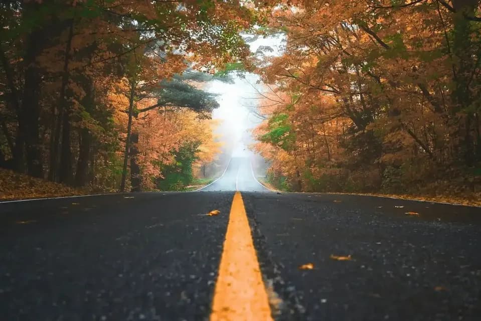 Una strada asfaltata con una linea centrale gialla scompare nella nebbia attraverso un bosco con foglie autunnali colorate.