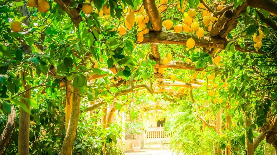 Un dosel de limoneros con frutos amarillos maduros creciendo sobre una pérgola de madera, creando un sendero salpicado de sol.