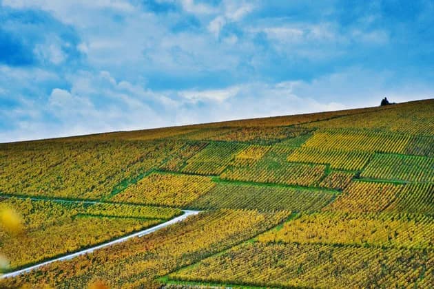 Una strada serpeggiante attraversa una collina ondulata coperta da filari di vigneti giallo-dorati sotto un cielo azzurro con nuvole.