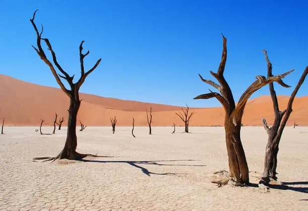Alberi morti proiettano ombre su un terreno desertico screpolato con grandi dune di sabbia arancioni sullo sfondo sotto un cielo blu limpido.