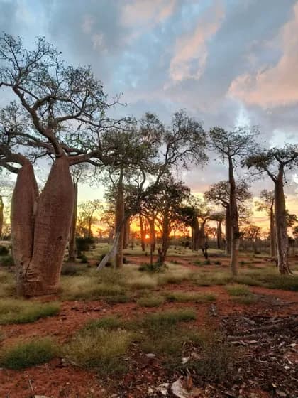 Un paisaje de árboles baobab con troncos gruesos en tierra roja bajo un cielo nublado al atardecer.