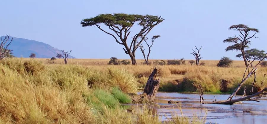 Ein Wasserloch in der Savanne, umgeben von goldenem Gras und Akazienbäumen, mit einem Berg am Horizont.
