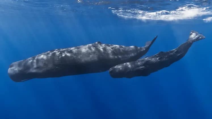 Una balena capodoglio adulta nuota con il suo cucciolo appena sotto la superficie in acque oceaniche di un blu profondo.