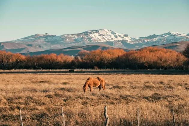 Un caballo marrón pasta en un campo dorado con un telón de fondo de árboles otoñales y montañas nevadas distantes bajo un cielo despejado.