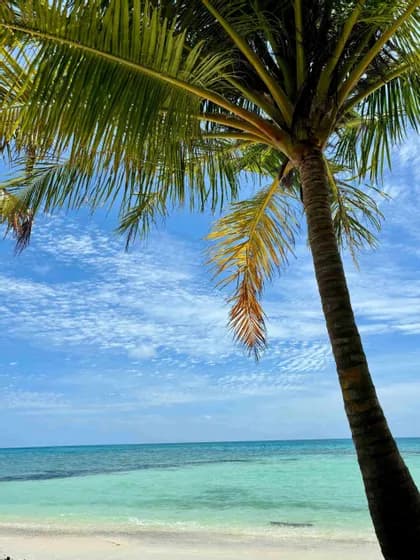 Una palma su una spiaggia tropicale con acqua turchese e un cielo azzurro con nuvole bianche.