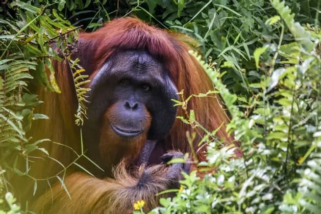 Primer plano de un orangután de pelaje marrón rojizo asomándose entre la densa vegetación verde en una selva.
