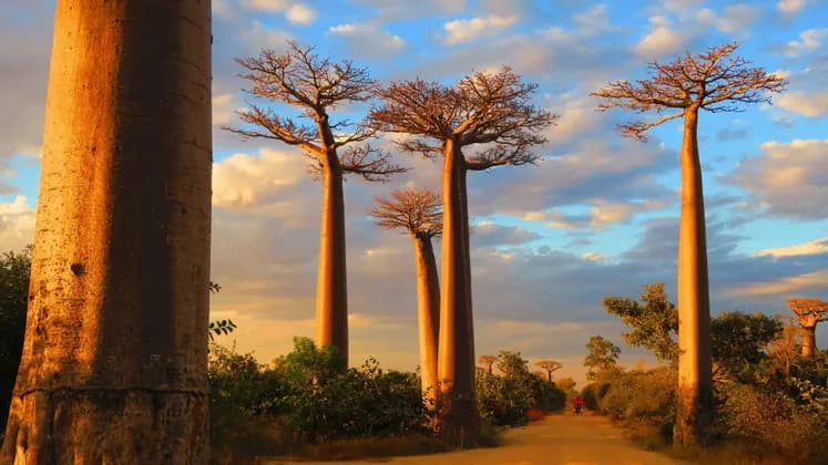 Hohe Baobab-Bäume mit dicken Stämmen leuchten im goldenen Sonnenuntergangslicht entlang einer unbefestigten Straße unter einem teilweise bewölkten Himmel.