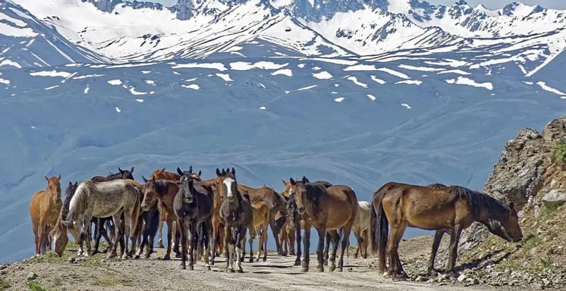 Un troupeau de chevaux se tient sur un chemin de terre avec une vaste chaîne de montagnes enneigées en arrière-plan.
